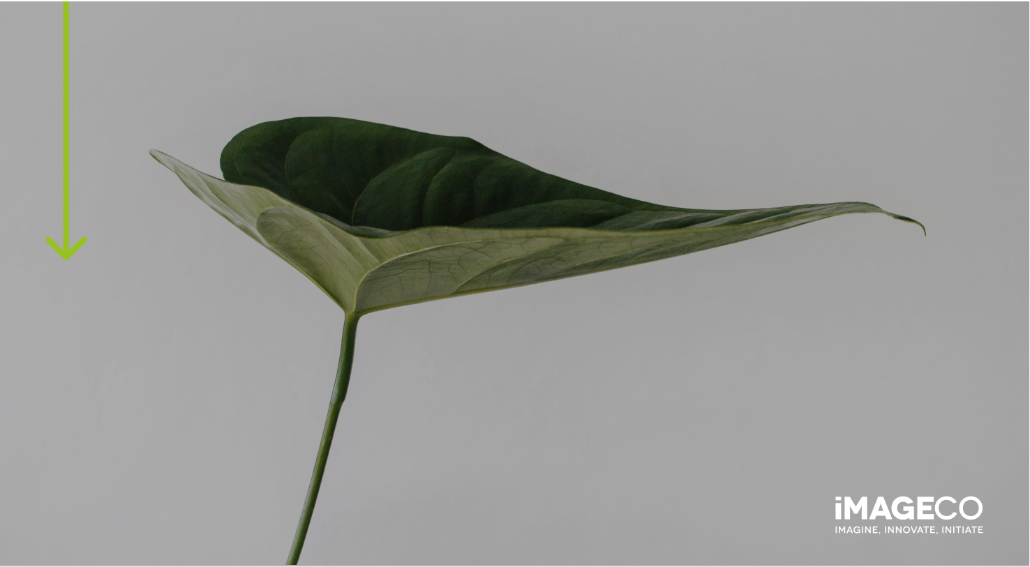 Picture of a leaf